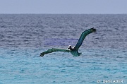 Pelecanus occidentalis Pelican brun brown pelican DSC_7935_00078_tn